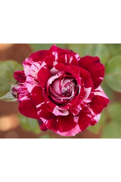 Троянда біколор Арроу Фолієс - бордово-білі махрові бутони